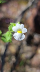 Nemesia acornis