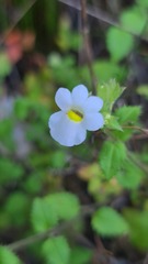 Nemesia acornis