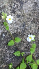 Nemesia acornis