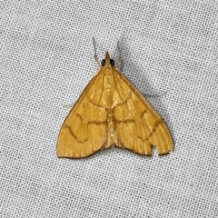 Anania perflavalis