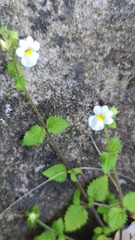 Nemesia acornis