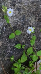 Nemesia acornis