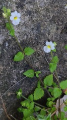 Nemesia acornis