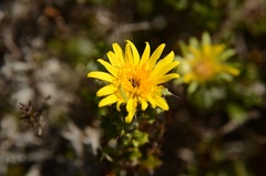Berkheya coriacea