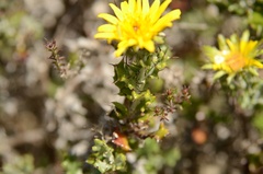 Berkheya coriacea