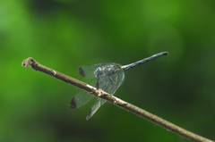 Libellulidae