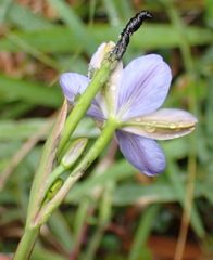 Aristea ensifolia