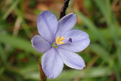 Aristea ensifolia