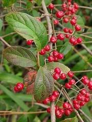 Viburnum luzonicum