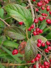 Viburnum luzonicum