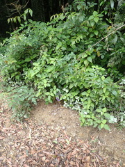 Plectranthus fruticosus