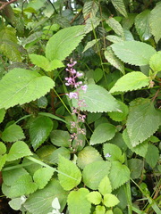 Plectranthus fruticosus