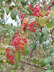 Viburnum luzonicum