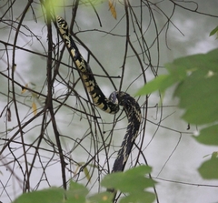 Spilotes pullatus