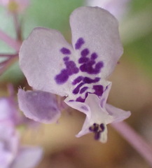 Plectranthus fruticosus