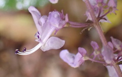 Plectranthus fruticosus