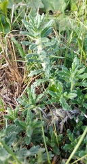 Ajuga iva