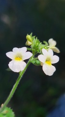 Nemesia acornis