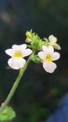 Nemesia acornis