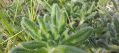 Ajuga iva