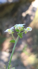 Nemesia acornis