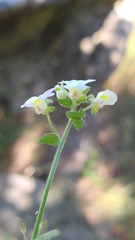 Nemesia acornis