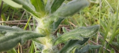 Ajuga iva