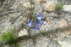 Lobelia comosa