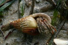 Pagurus cuanensis