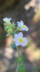 Nemesia acornis