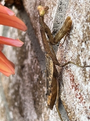 Stagmomantis carolina