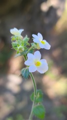Nemesia acornis