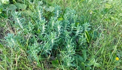 Ajuga iva