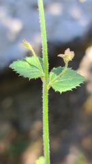 Nemesia acornis