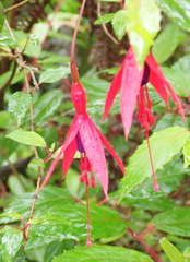 Fuchsia regia