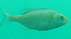 Spondyliosoma cantharus