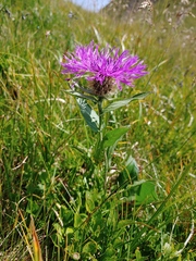 Centaurea nervosa