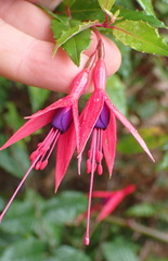 Fuchsia regia