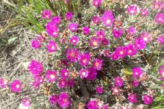 Lampranthus spectabilis