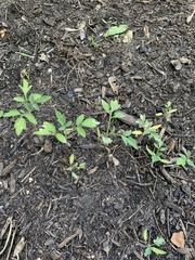 Solanum lycopersicum