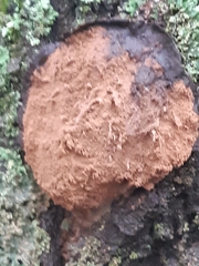 Reticularia