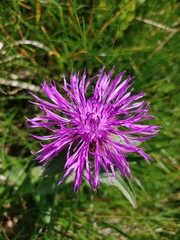 Centaurea nervosa