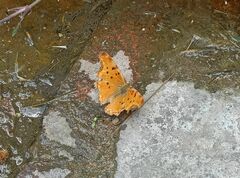 Polygonia egea