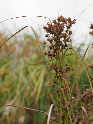 Scirpus karuisawensis iNat (3)