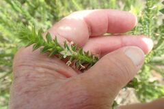 Struthiola striata
