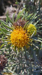 Leucospermum tomentosum