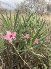 Adenium oleifolium