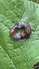 Deroceras caucasicum