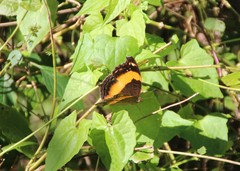 Yoma sabina