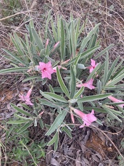 Adenium oleifolium